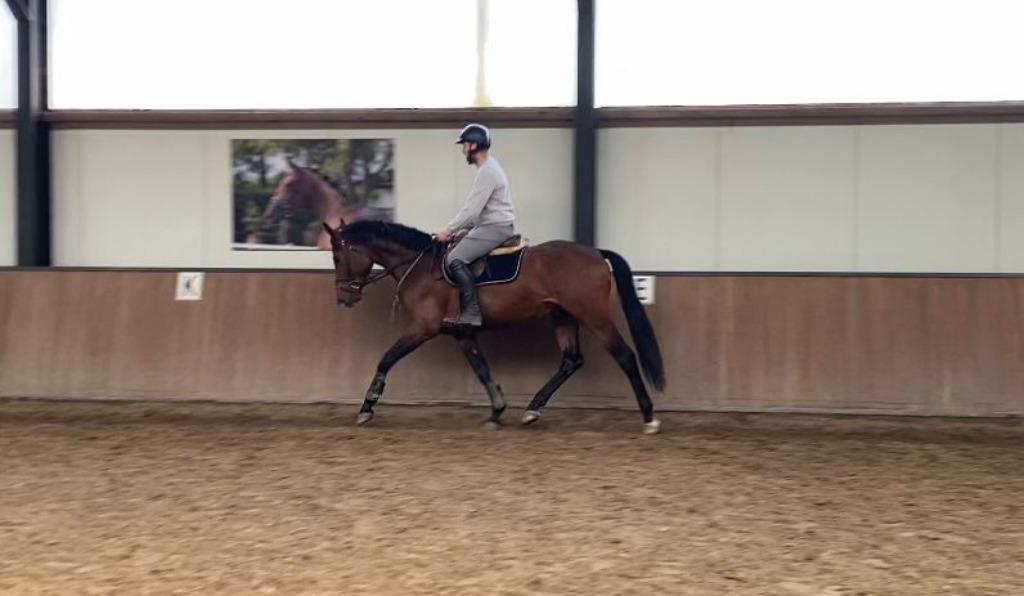 Zadelmak maken / training / africhting / doorrijden, Diensten en Vakmensen, Dieren | Paarden | Verzorging, Oppas en Les