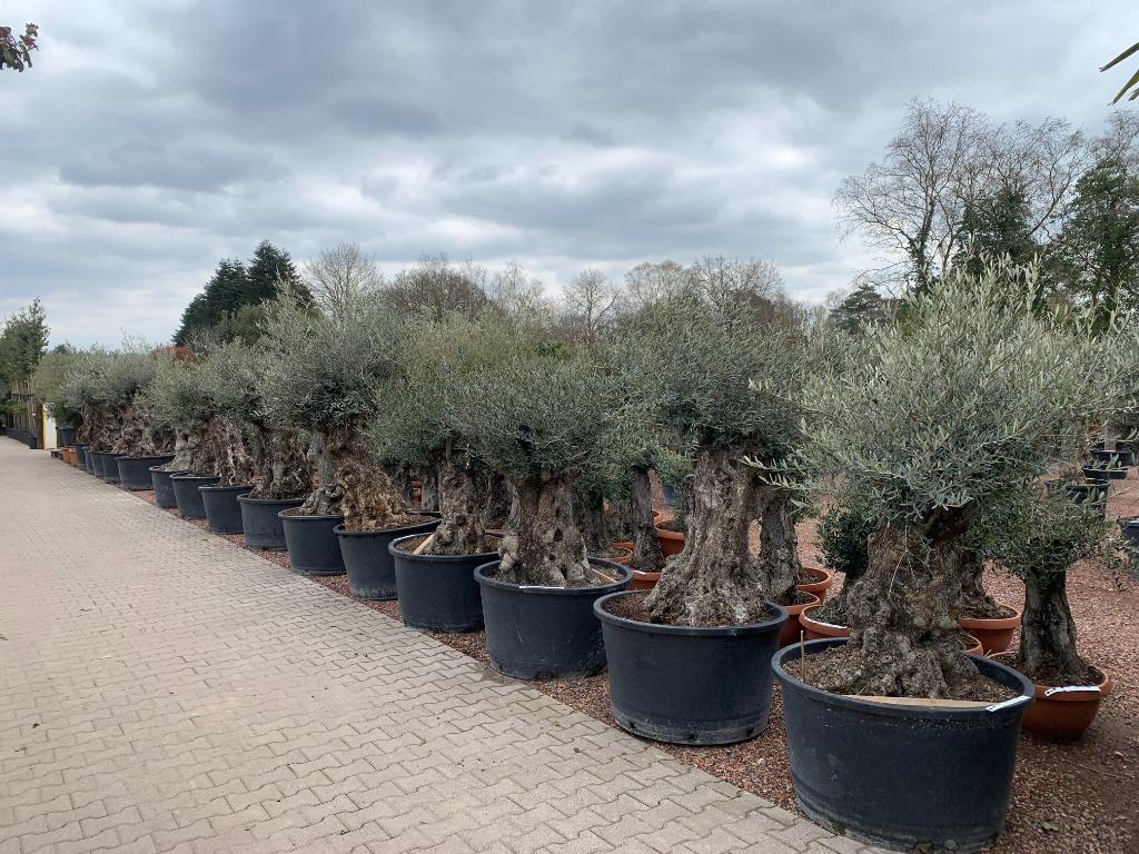 Olijfboom, Vijgenboom,Palmboom, Bamboe, Leiboom kopen, Tuin en Terras, Planten | Bomen, Bloeit niet, Leiboom, Ophalen of Verzenden