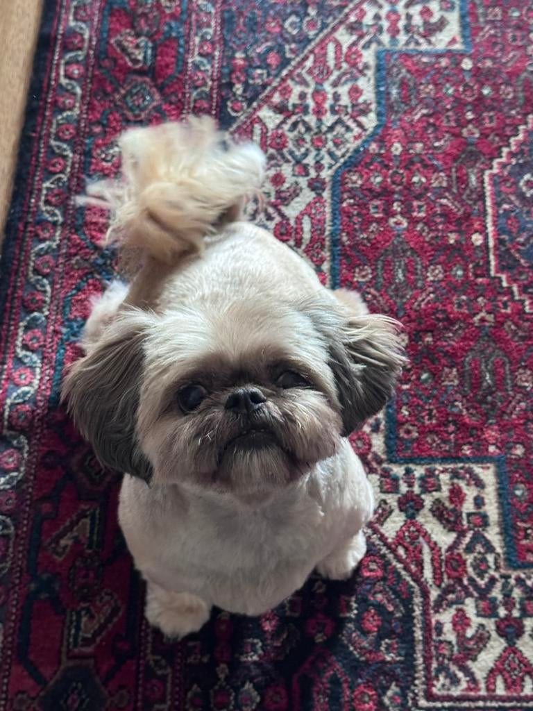 Trimsalon voor honden in Tilburg, Diensten en Vakmensen, Dieren | Honden | Verzorging, Oppas en Les, Trimmen of Verzorging