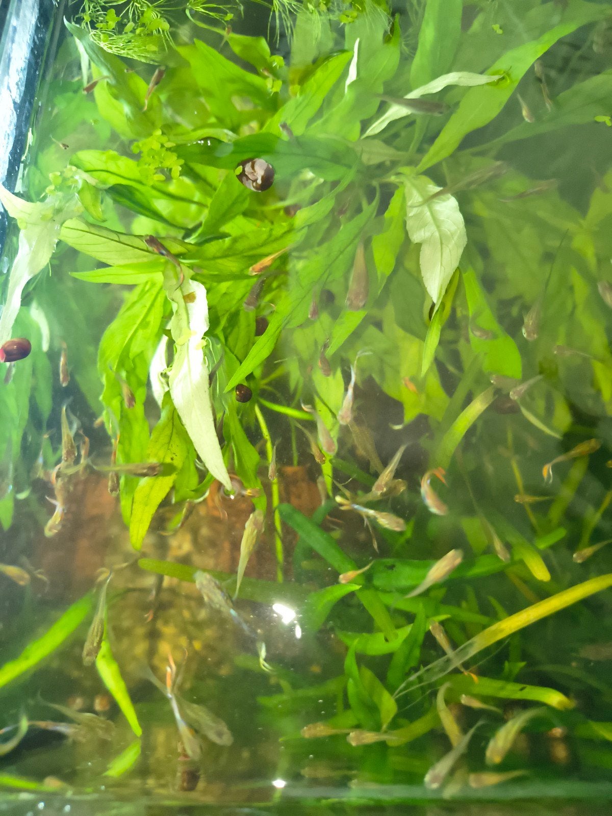 Guppies en entlers , jong, en nog niet altijd zichtbaar of h, Vis