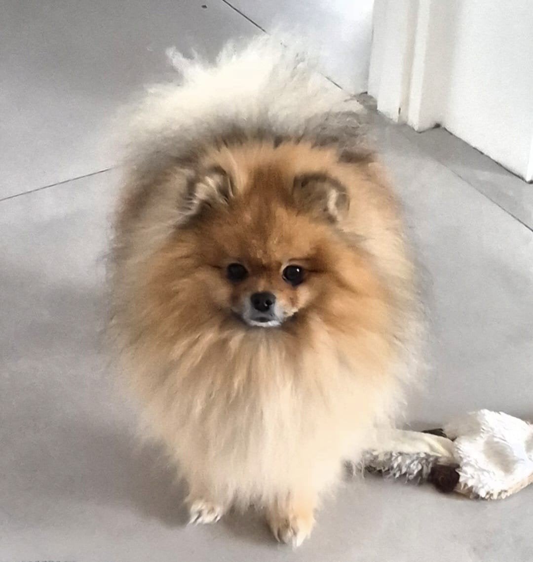 Mooie Pomeriaan aangeboden als dekreu 
Onze mooie, lieve P, Reu, Eén hond, CDV (hondenziekte), 3 tot 5 jaar