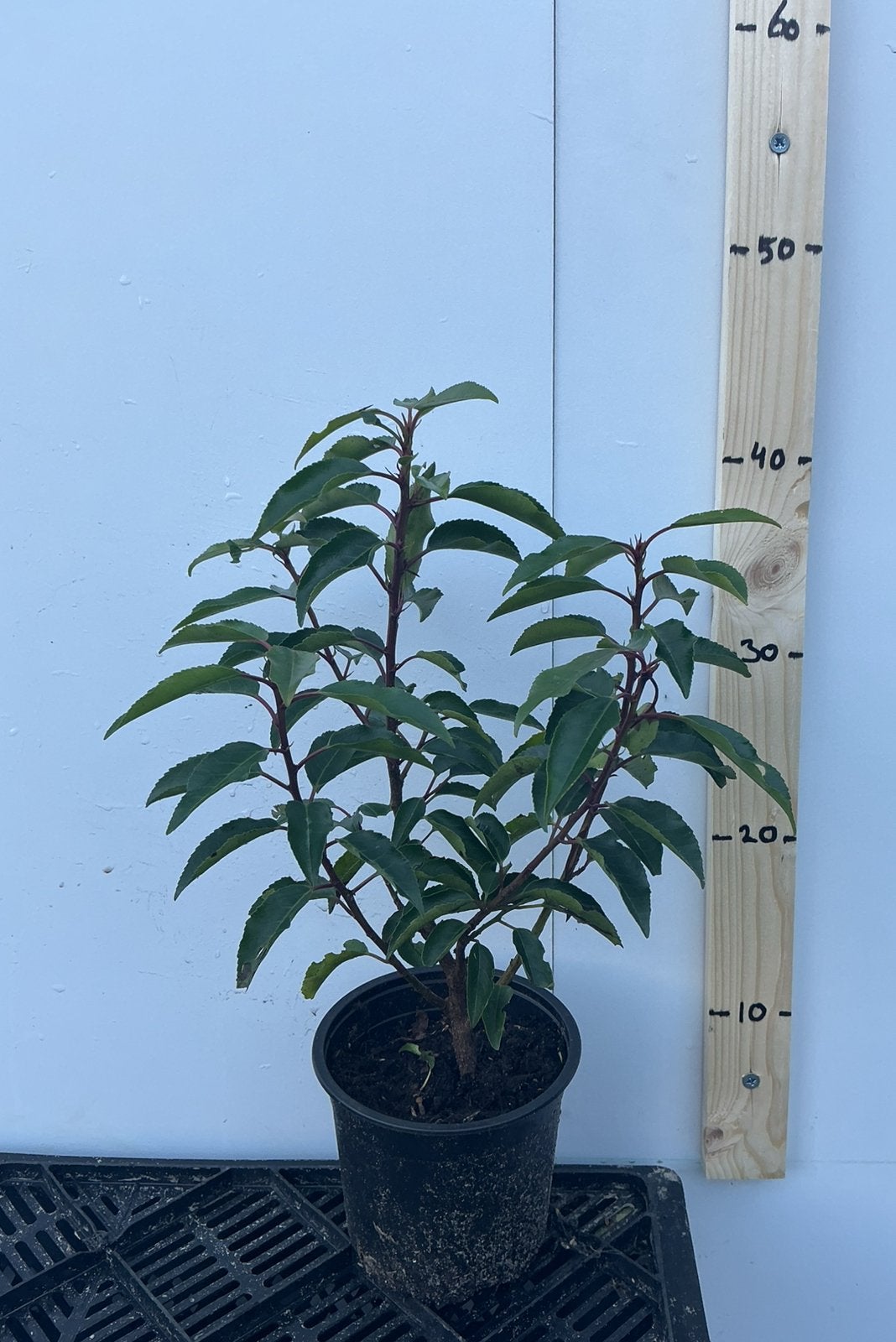 Prunus lusitanica angustifolia. Portugese laurier, Tuin en Terras, Planten | Struiken en Hagen, Ophalen of Verzenden, Laurier