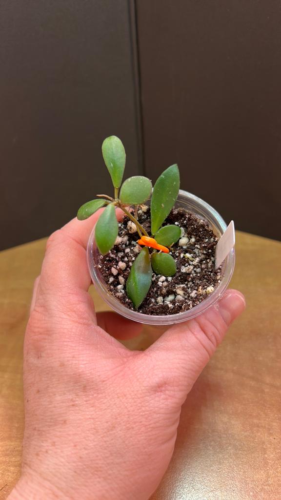 Hoya sp mini sulawesi, Ophalen of Verzenden, Halfschaduw, Minder dan 100 cm