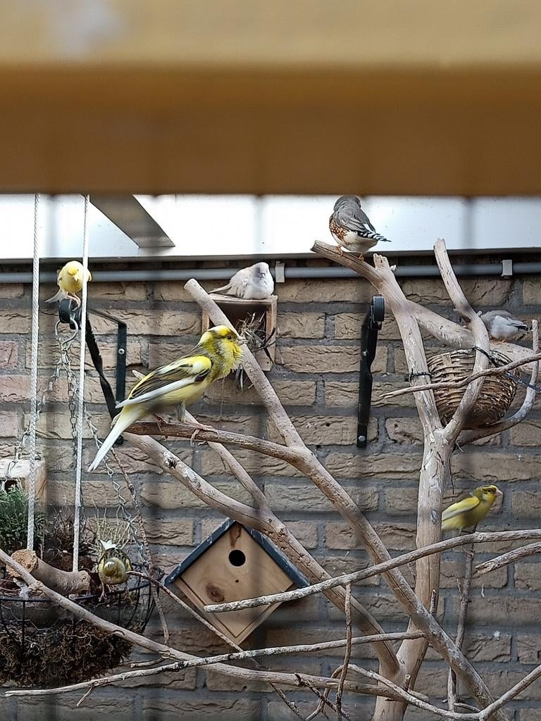 Kanaries, Dieren en Toebehoren, Vogels | Parkieten en Papegaaien, Mannelijk, Parkiet