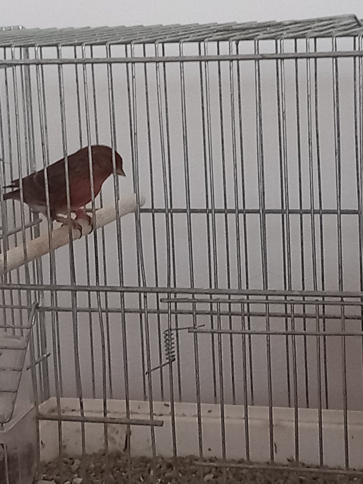 barmsijs 1jaar man 30eur, Dieren en Toebehoren, Vogels | Kanaries, Mannelijk, Kleurkanarie