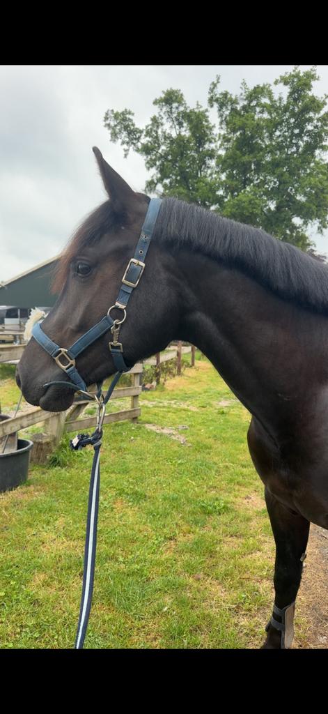 Leuke project pony, Dieren en Toebehoren, Pony's, Ruin, Zadelmak, 3 tot 6 jaar, Met stamboom, Gechipt, Ontwormd, Ingeënt