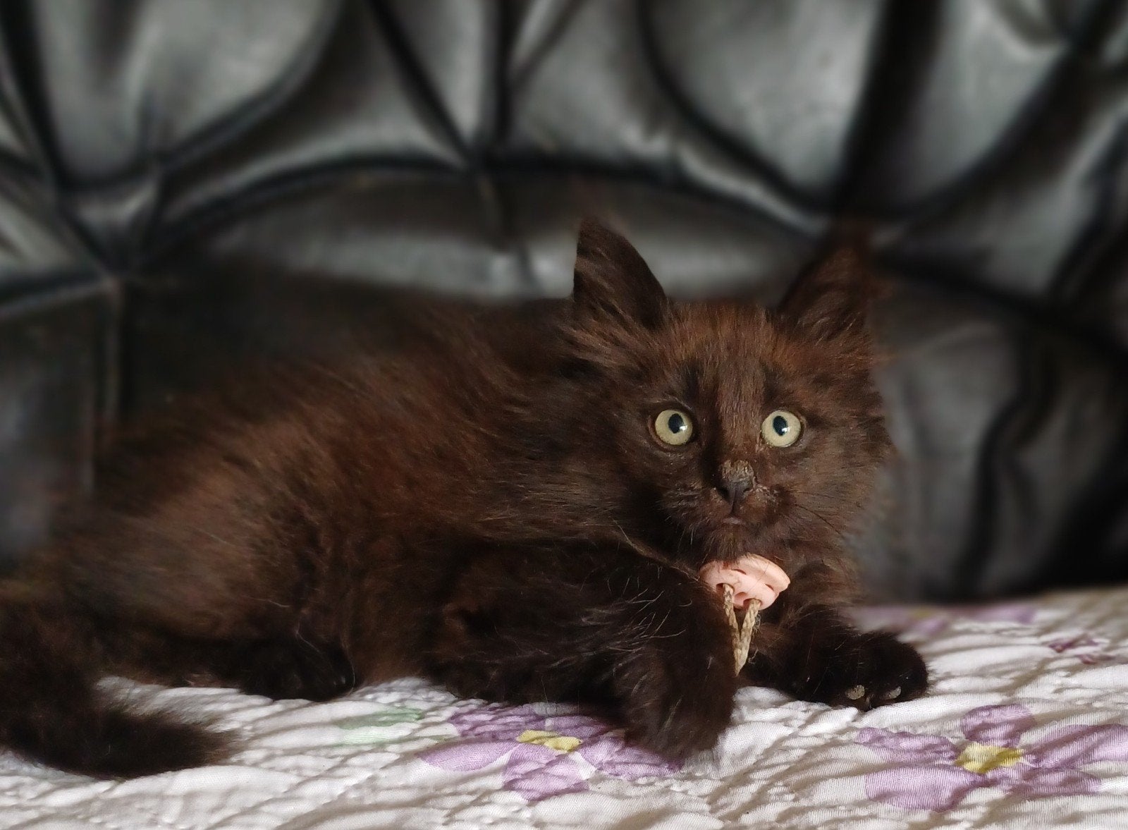 Onze Bloem Noorse Boskat heeft 2 kittens gekregen ., Meerdere dieren, Met stamboom, 0 tot 2 jaar