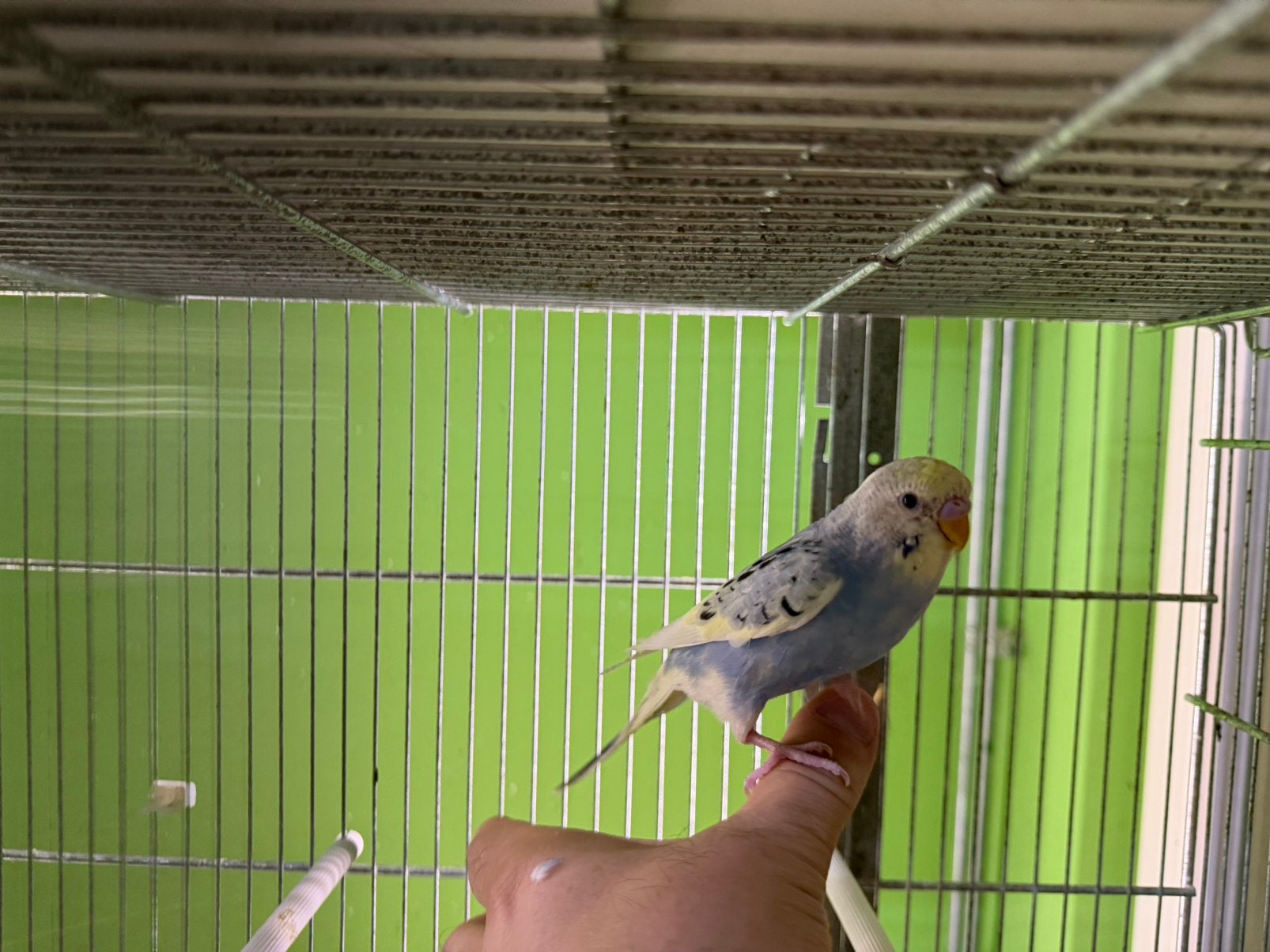 Grasparkieten tamme jong vogels, Dieren en Toebehoren, Meerdere dieren