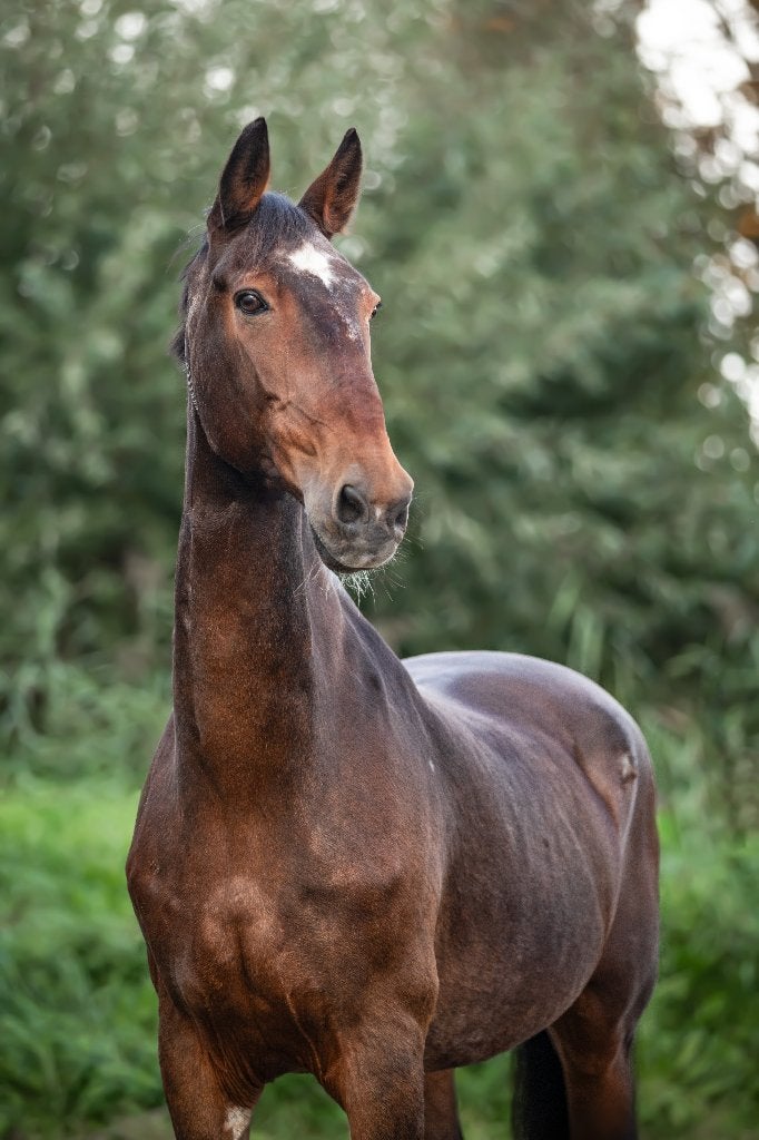 Gezocht schuilstal met uit loop / Stal met uitloop., Stalling, 1 paard of pony