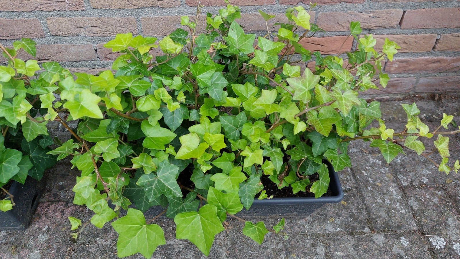 Hedera klimop planten of als bodembedekker groenblijvend, Ophalen, Vaste plant, Klimplanten