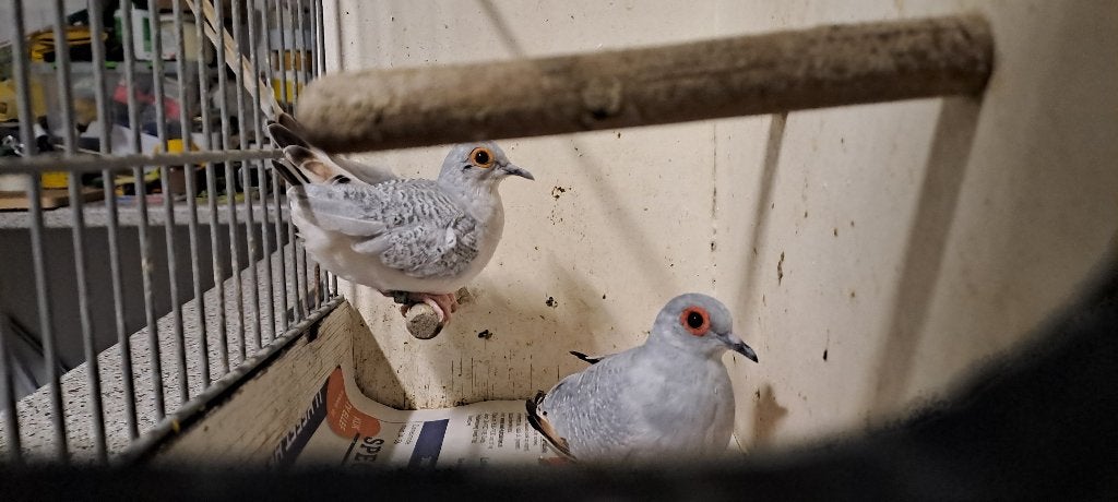 Koppel diamantduiven, Dieren en Toebehoren, Vogels | Overige Vogels, Meerdere dieren, Tropenvogel, Geringd