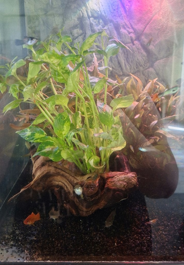 Nomaphila Variegatus 'Hygrophila Corymbosa Variegata, Ophalen, Plant(en), Steen of Hout