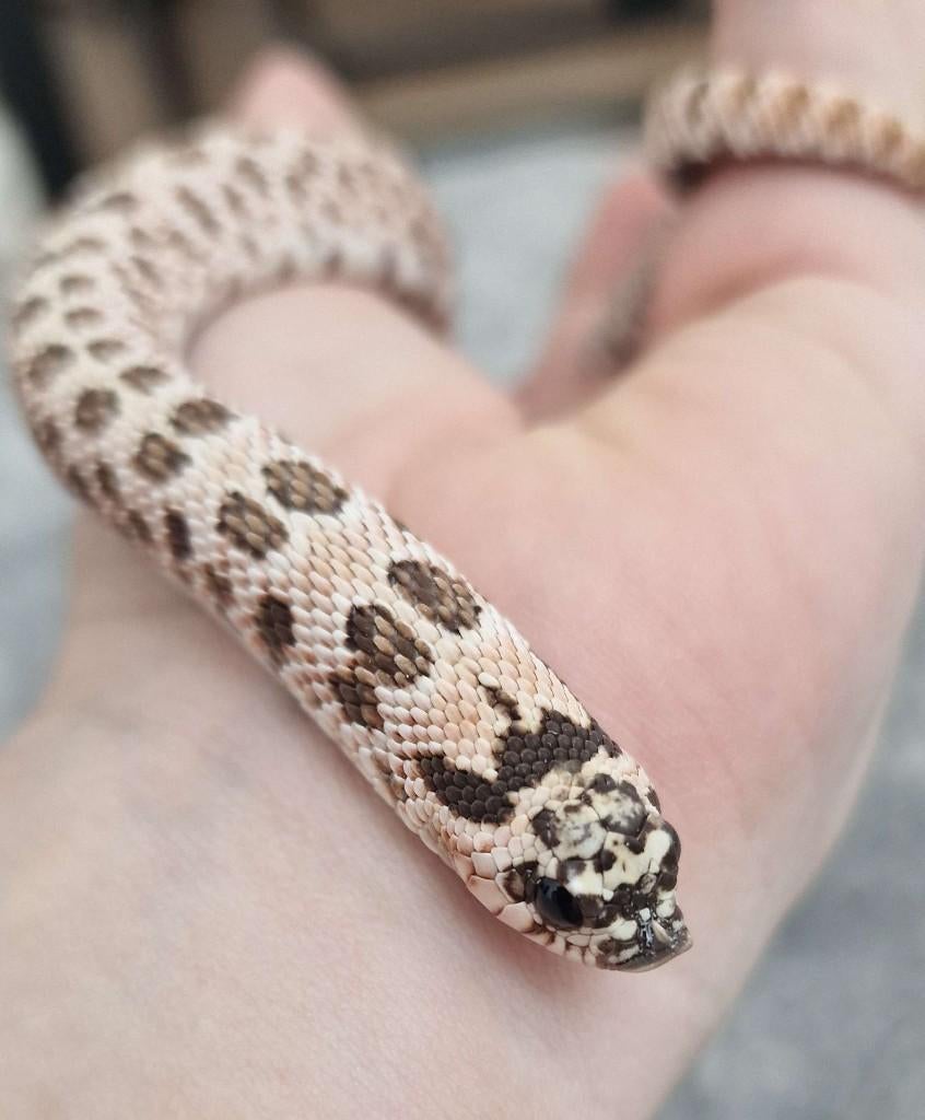 1.0 Super Arctic haakneusslang CB23, Dieren en Toebehoren, Slang, Tam, 3 tot 6 jaar