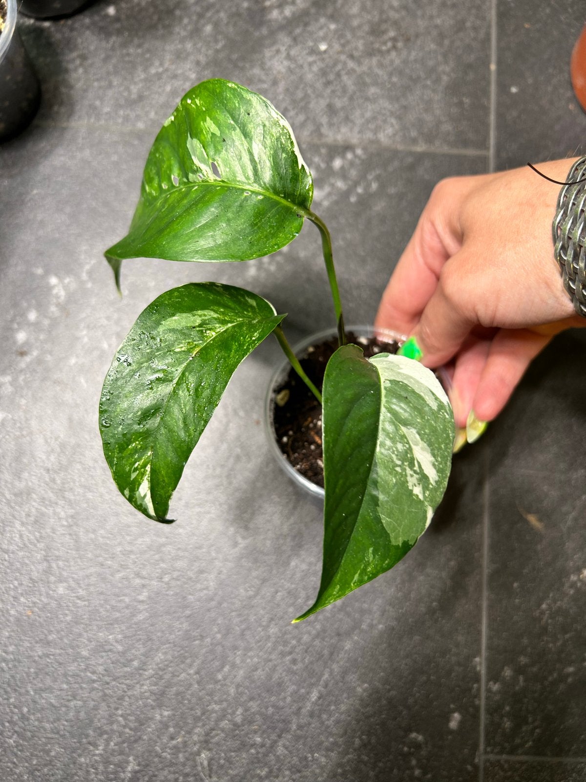 Epipremnum Pinnatum Albo Variegata - Zeldzame Stek, Overige soorten, In pot, Minder dan 100 cm, Groene kamerplant