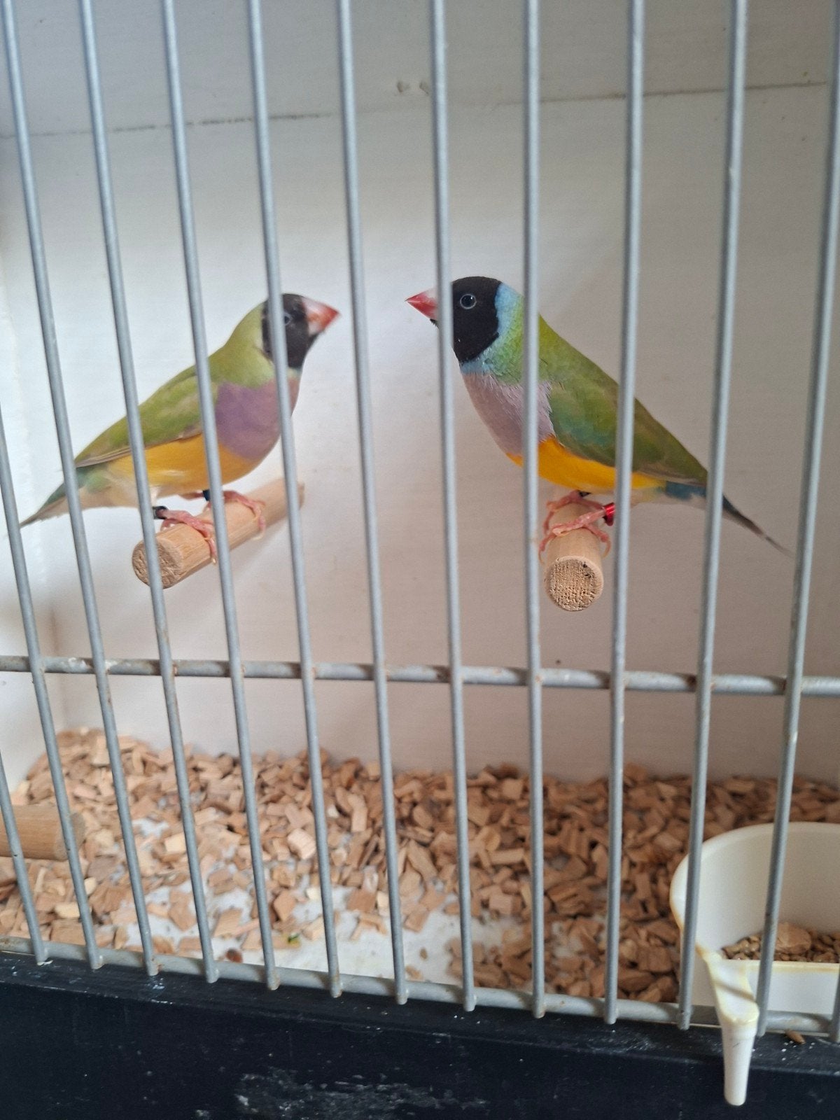 Gouldamadine koppel Cinnamom, Dieren en Toebehoren, Meerdere dieren