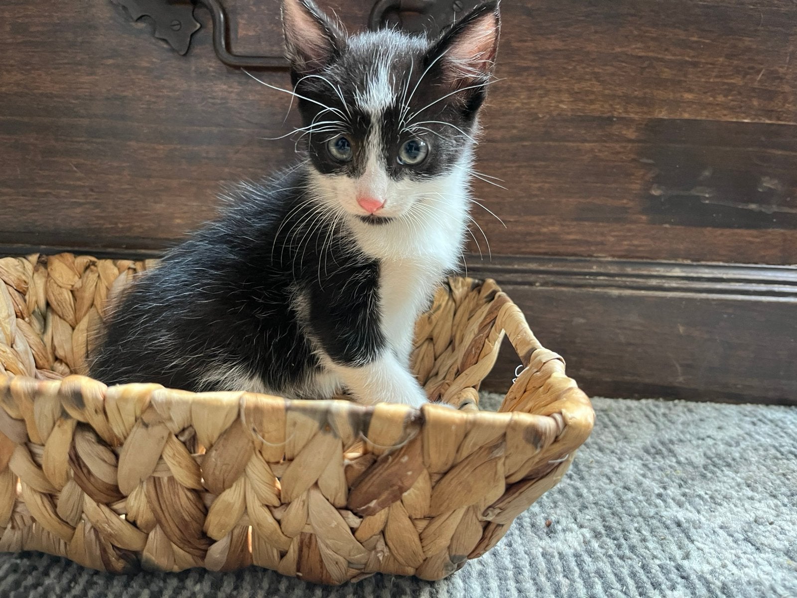 Kitten, Kater, Kortharig, 0 tot 2 jaar