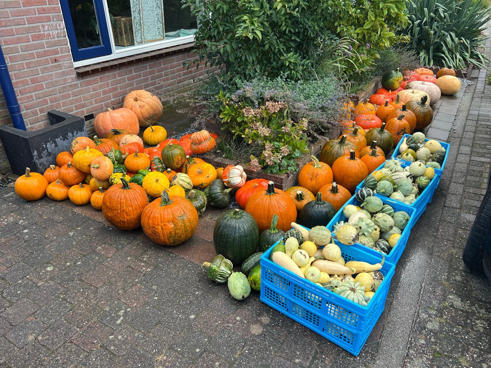 Pompoenen en kalebassen voor Halloween en decoratie, Ophalen, Nieuw