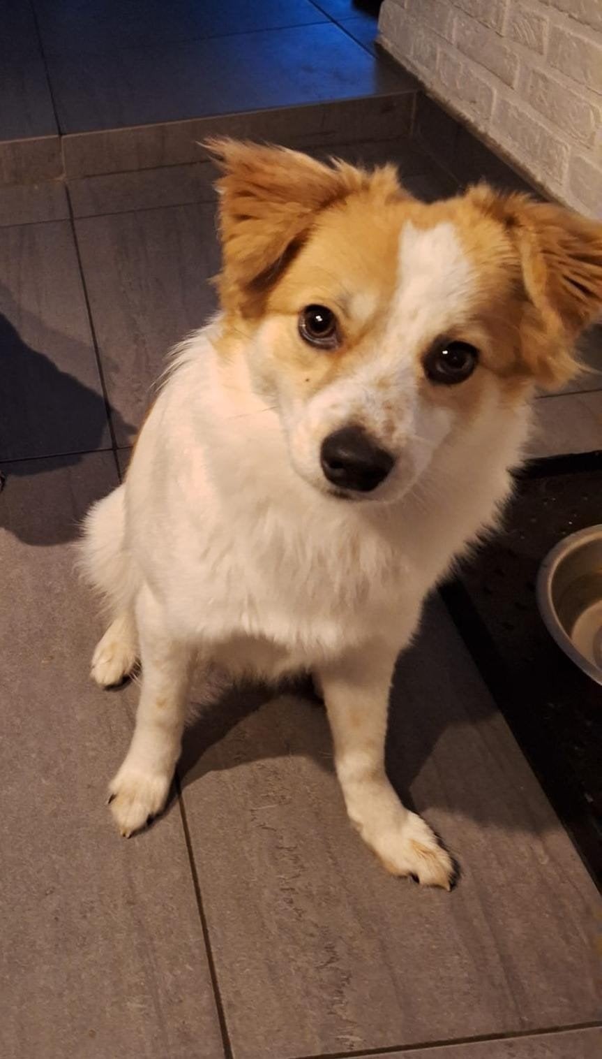 Aanhankelijke reu Peppie zoekt nieuwe huis., Reu, 1 tot 2 jaar, Eén hond, Nederland