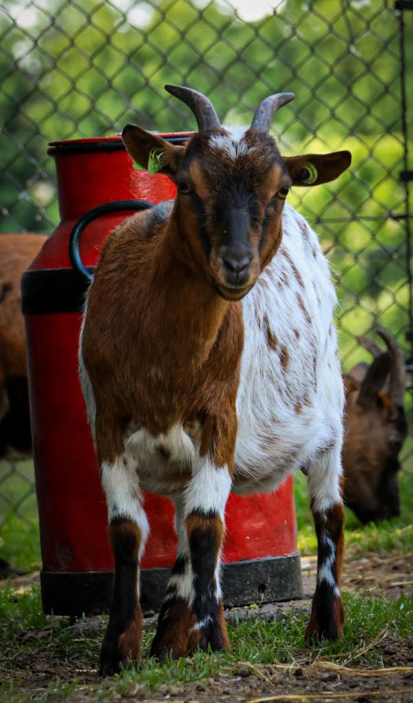 Dwerggeit, Dieren en Toebehoren, Schapen, Geiten en Varkens, Vrouwelijk, Geit