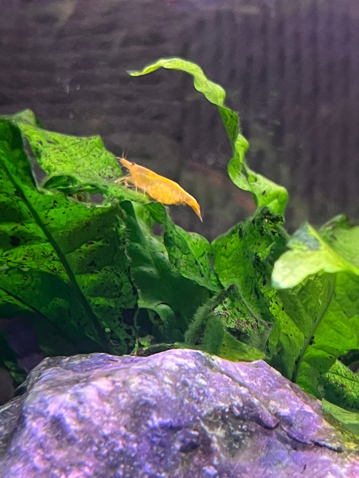 Gele neocaridina garnalen, Dieren en Toebehoren, Vissen | Aquariumvissen, Kreeft, Krab of Garnaal, Zoetwatervis