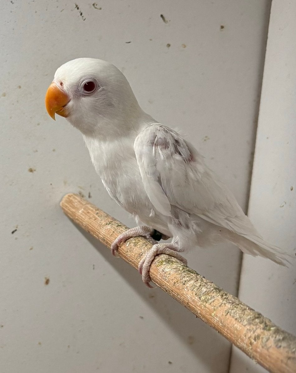 UNIEKE jonge albino Agapornis Fischeri, Dieren en Toebehoren, Geslacht onbekend, Dwergpapegaai of Agapornis