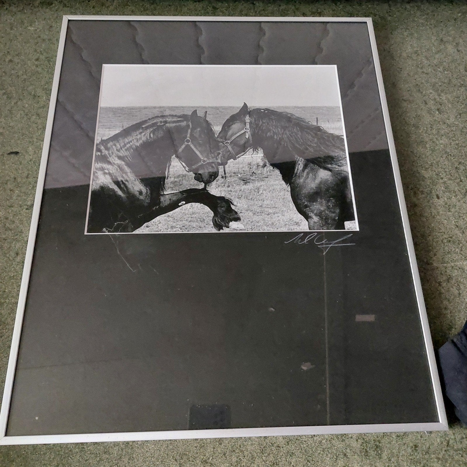 Ingelijste zwart wit foto van twee paarden, Antiek en Kunst, Ophalen