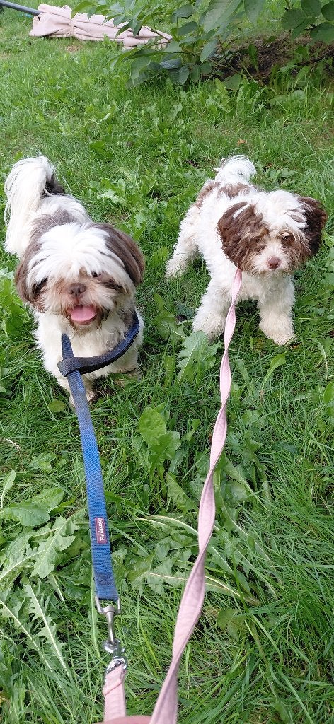 2 lieve shih tzu zoeken permanent goed thuis, Overige rassen, 1 tot 2 jaar, Meerdere, Meerdere dieren