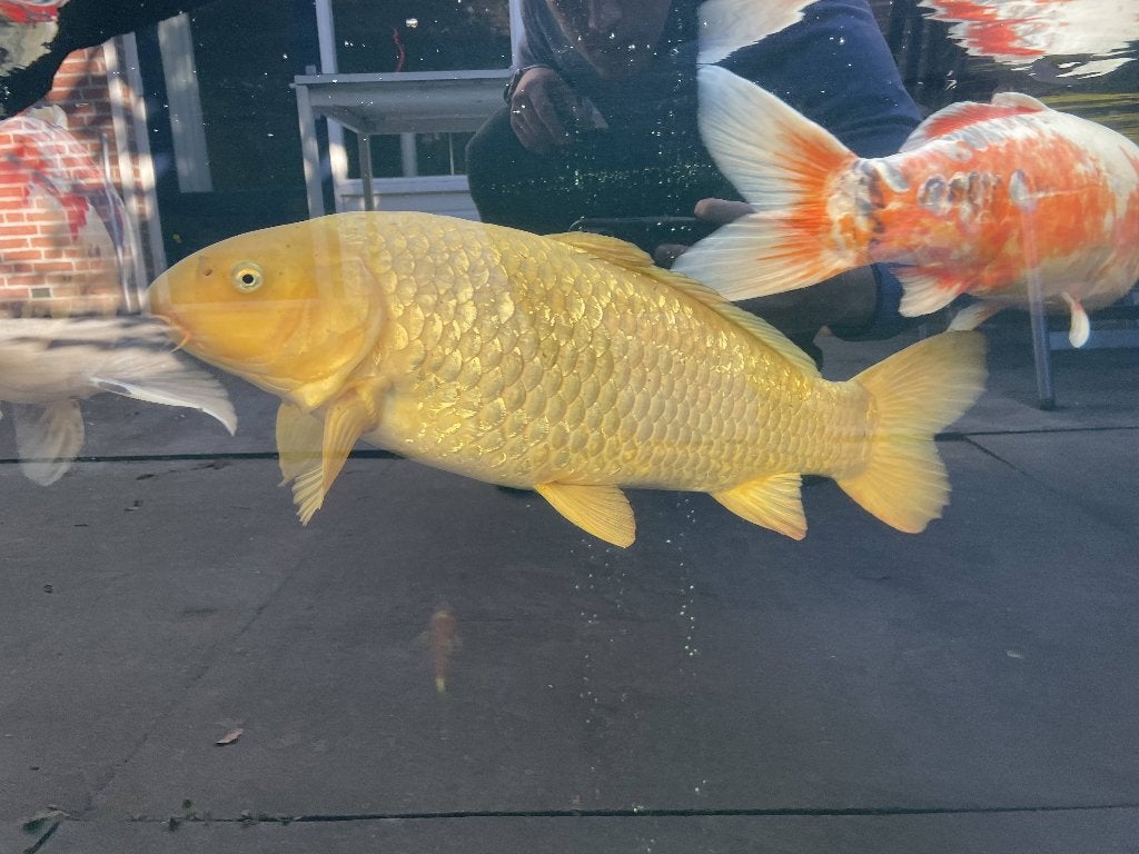 Prachtige Japanse Chagoi Koi met Ginrin 70cm, Karper of Koi