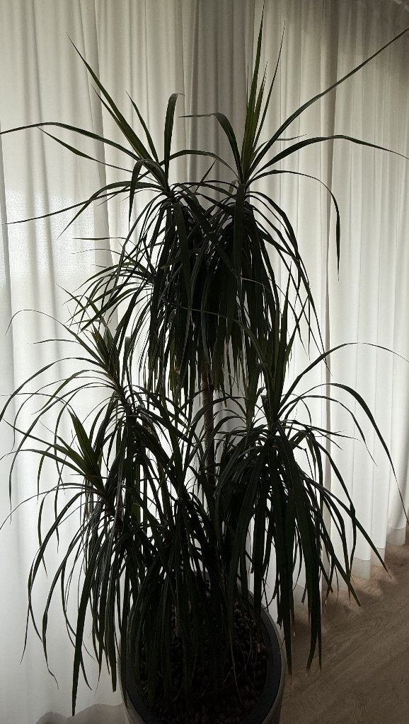 Kamerplant Dracaena (Drakenbloedboom) 140 cm hoog, Ophalen, Halfschaduw, Minder dan 100 cm