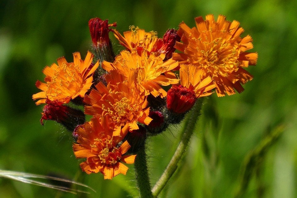 Bio zaden Oranje havikskruid - Pilosella aurantiaca, Inheems, Verzenden, Voorjaar, Volle zon, Zaad