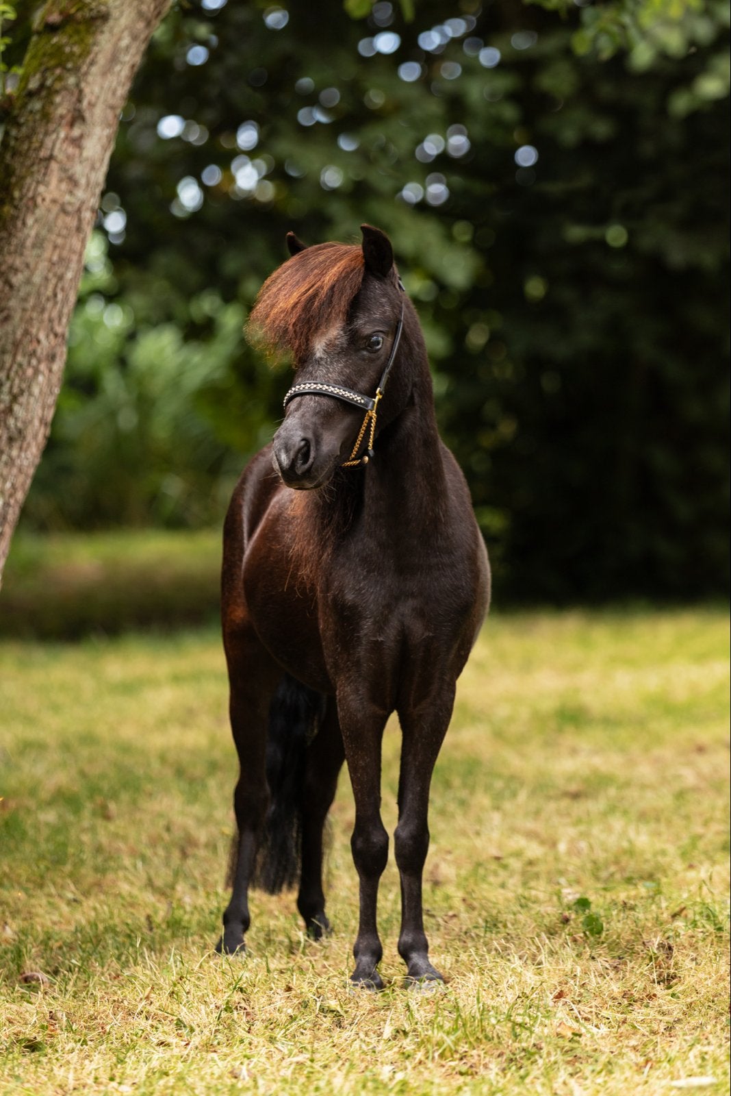 2 nmprs merries, Dieren en Toebehoren, Merrie, A pony (tot 1.17m), 3 tot 6 jaar