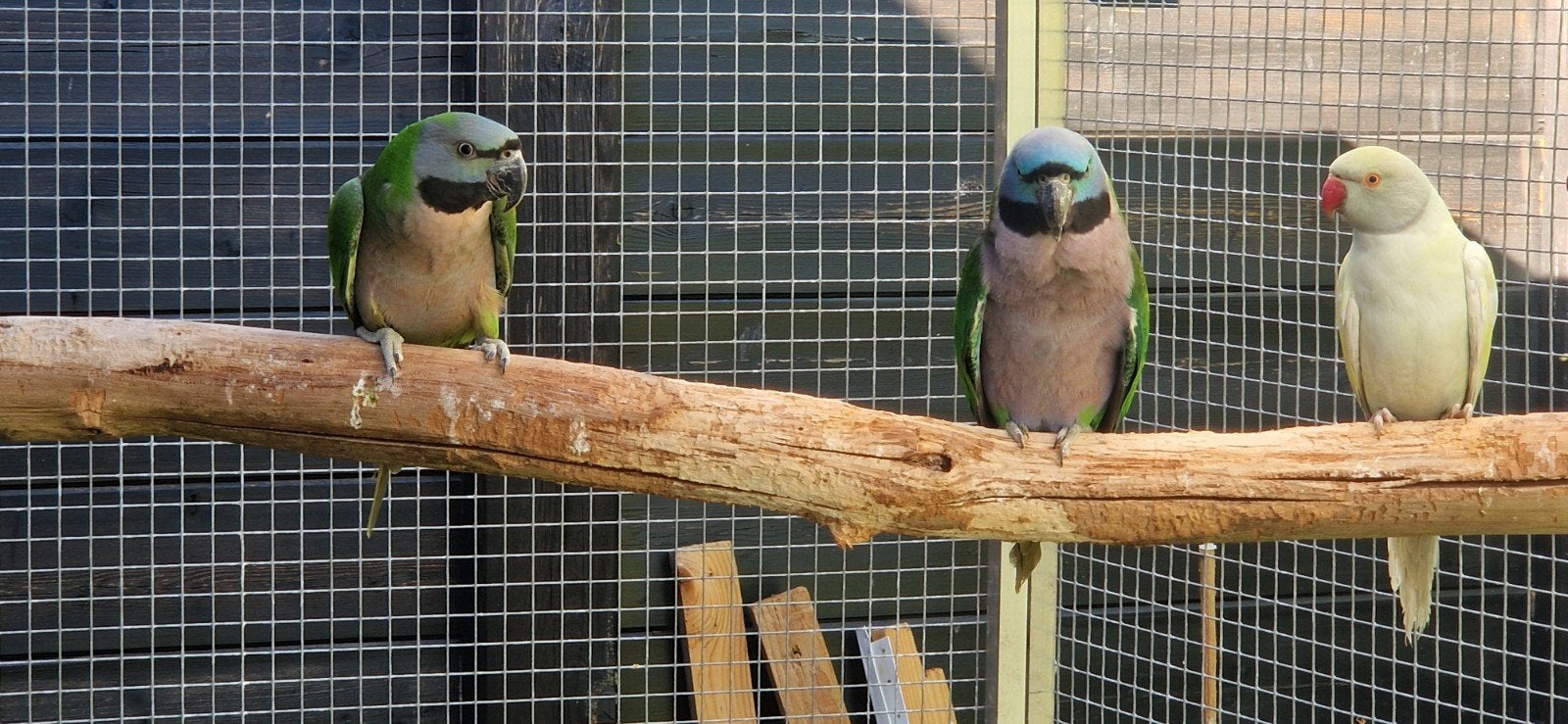 Derbyan parkieten jong koppel., Meerdere dieren