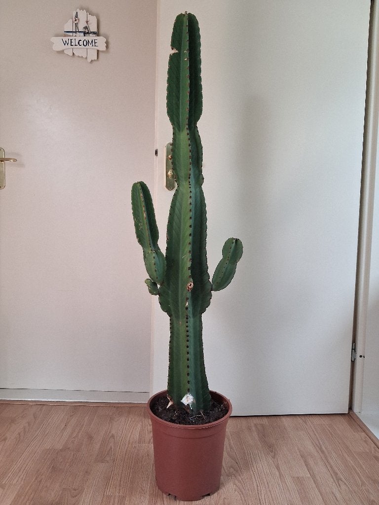 XL Euphorbia Ingens - Kandelaarboom / Cowboycactus H: 145 cm, Ophalen, Vetplant, 100 tot 150 cm, Halfschaduw