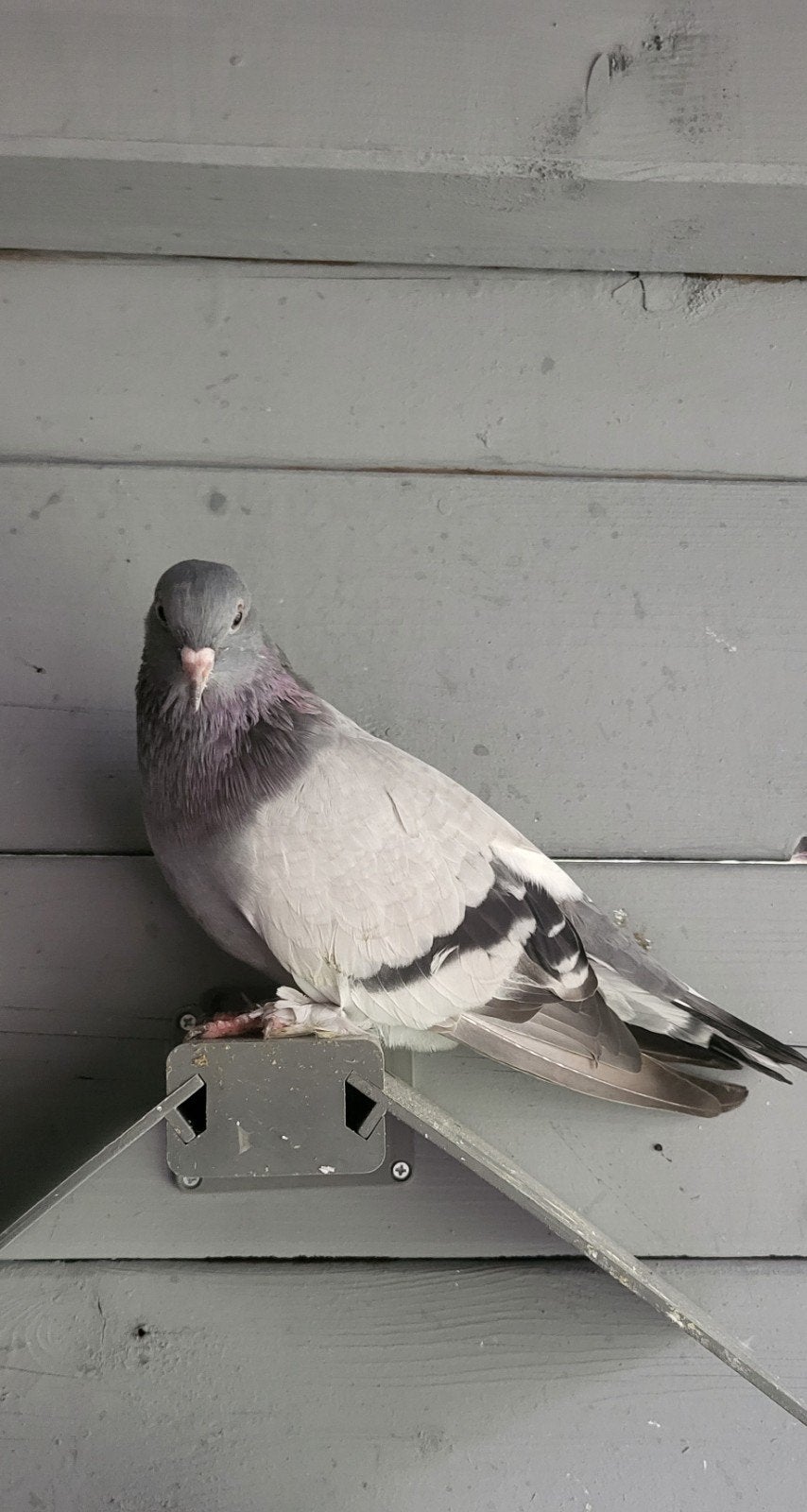 takla, Dieren en Toebehoren, Overige soorten