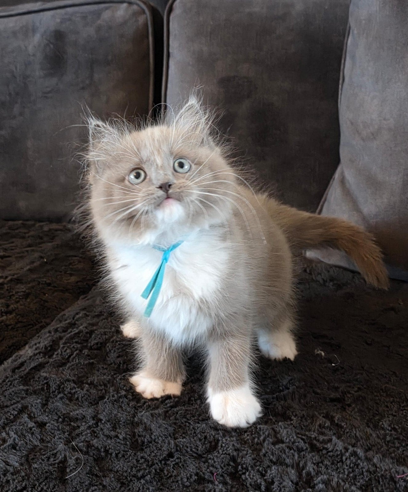 Twee prachtige Ragdoll katertjes zoeken hun gouden mandje!, Dieren en Toebehoren, Katten en Kittens | Raskatten | Langhaar, Kater
