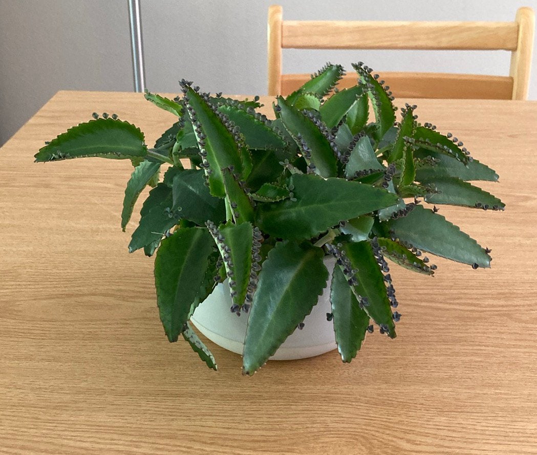 Gratis stekjes van “Mother of thousands” plant, Huis en Inrichting, Kamerplanten, Groene kamerplant, Ophalen, Halfschaduw, Minder dan 100 cm