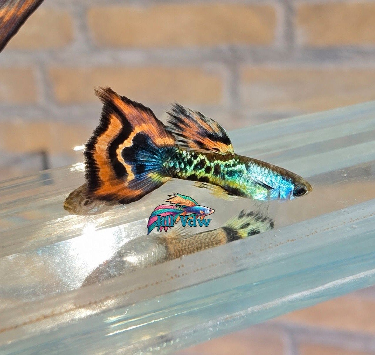 Silverado red dragon mosaic guppen actie!, Vis, Zoetwatervis