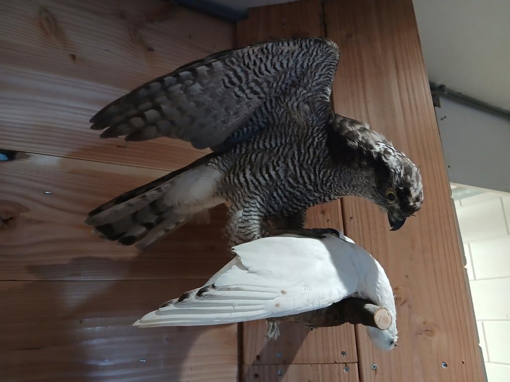 Opgezette havik met duif, Verzenden, Zo goed als nieuw, Vogel, Opgezet dier
