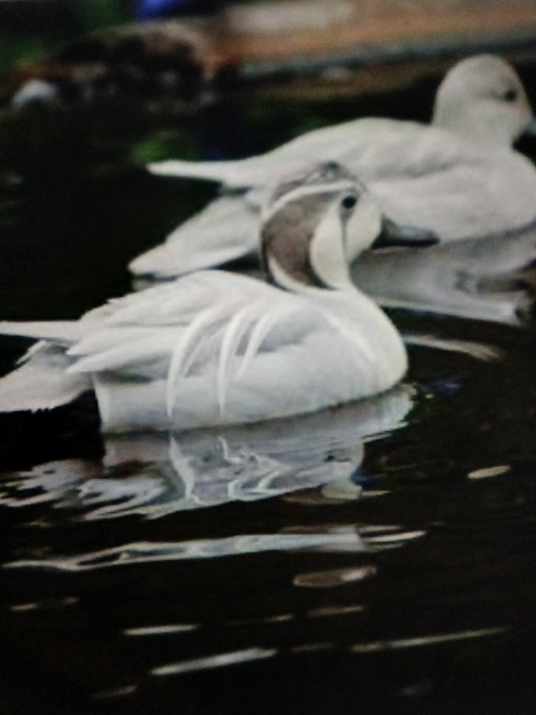 zilver baikal/ siereenden, Dieren en Toebehoren, Pluimvee, Meerdere dieren, Kip