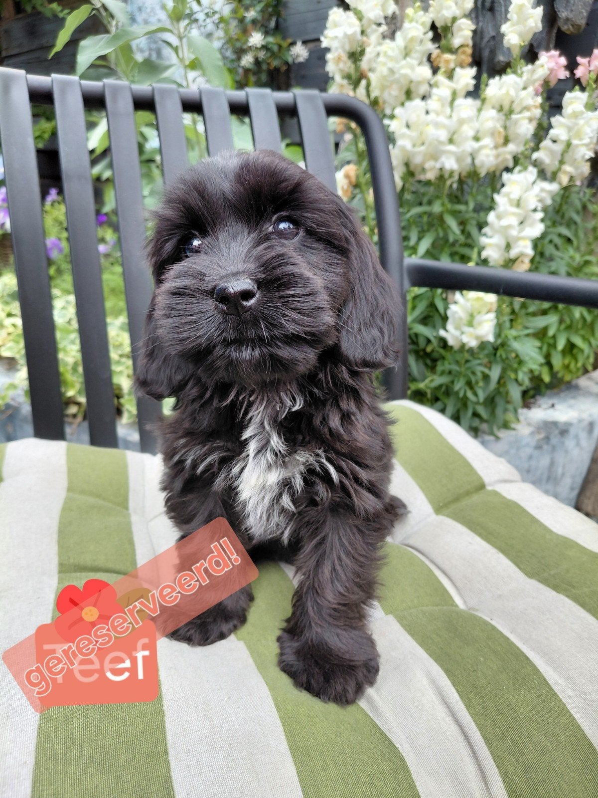 Prachtig Nestje Cocker spaniël x Boomer pups, Dieren en Toebehoren, Parvo, 8 tot 15 weken, Meerdere, Meerdere dieren
