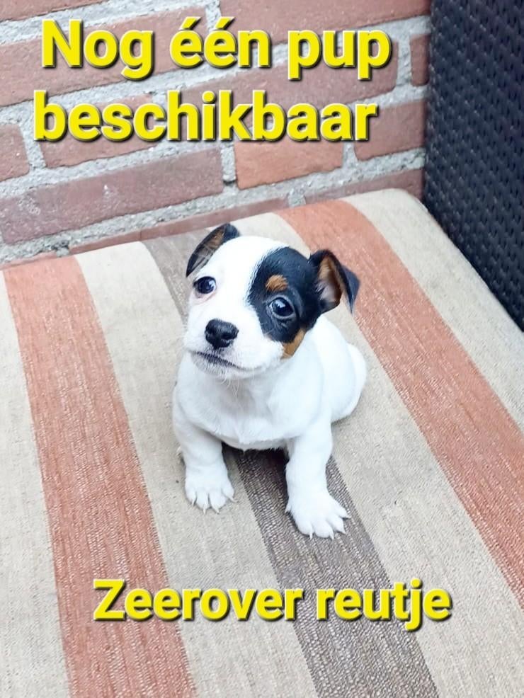 Black & tan en Driekleur Jack Russell / Russel pups, Dieren en Toebehoren, Honden | Jack Russells en Terriërs, Jack Russell Terriër