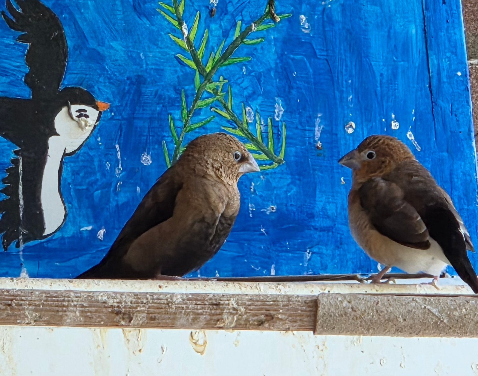Tk koppeltje zilverbekjes, Dieren en Toebehoren, Meerdere dieren