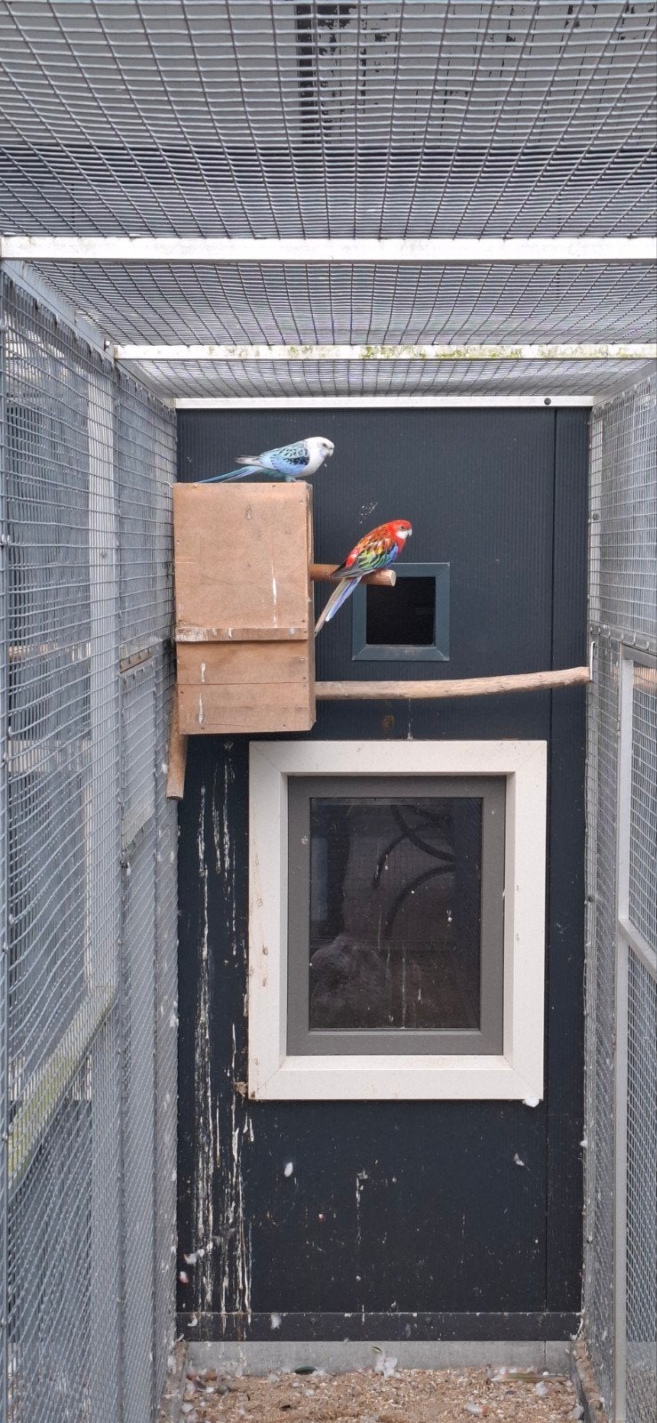 Prachtrosella. Blauwewitvleugel man en opaline pop, Dieren en Toebehoren, Vogels | Parkieten en Papegaaien, Meerdere dieren, Parkiet