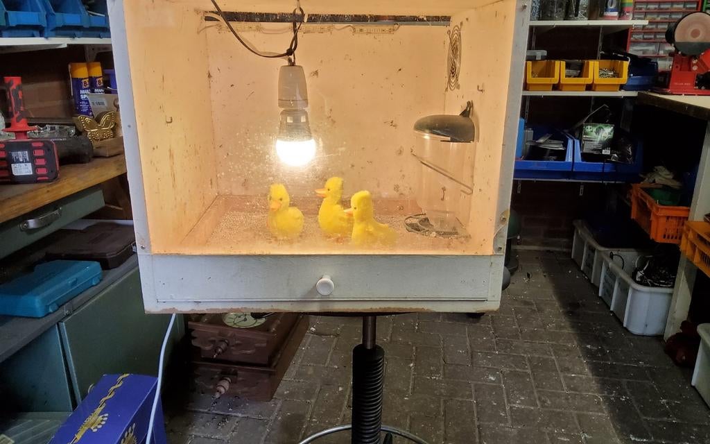 Kuiken opvoerbak met licht/warmte met extra toebehoren., Meerdere dieren, Kip