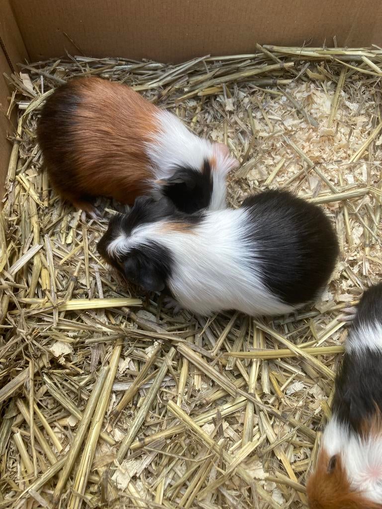 Cavia’s, April, Mannelijk, Cavia
