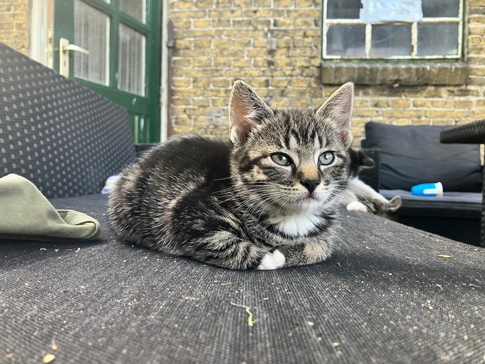Lieve kittens aangeboden, Dieren en Toebehoren, Meerdere dieren, Kortharig, 0 tot 2 jaar