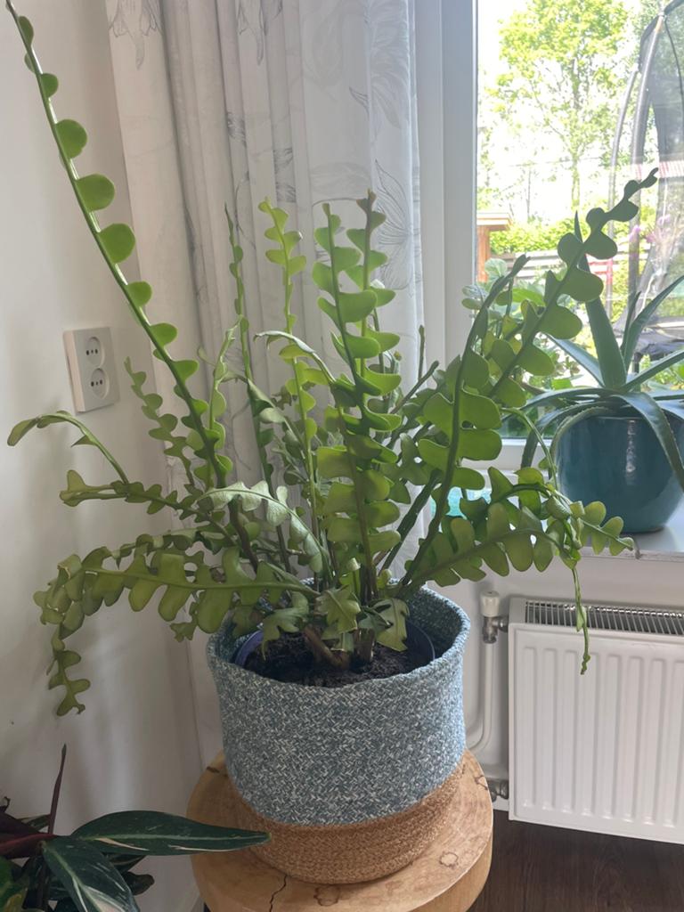 Hele grote zaagcactus, Ophalen, Halfschaduw, Minder dan 100 cm