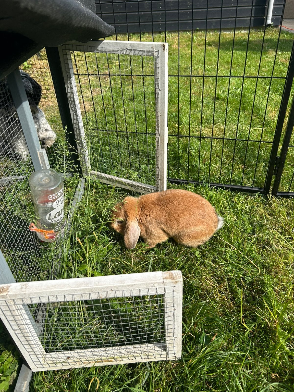 Konijntje, Dieren en Toebehoren, Mannelijk, Klein, Hangoor, 0 tot 2 jaar