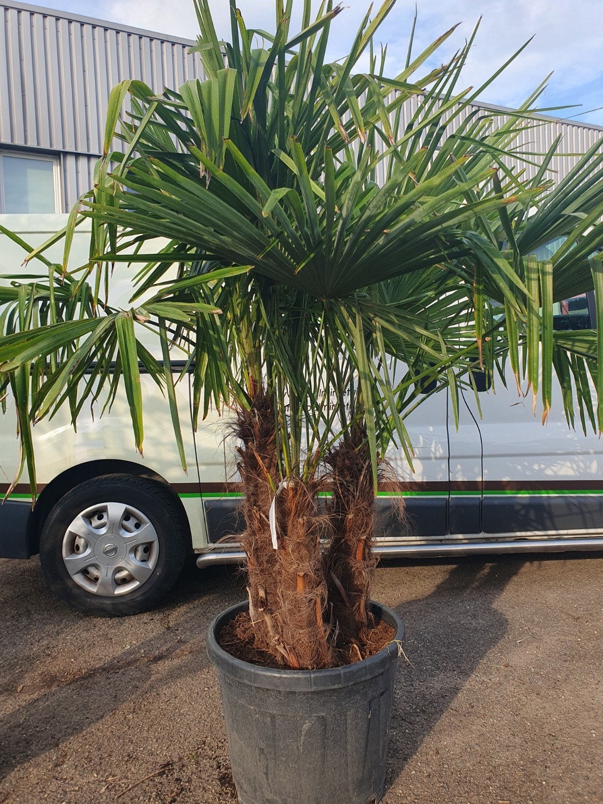 aanbieding multistam palm, 100 tot 250 cm, Zomer, Palmboom, Ophalen