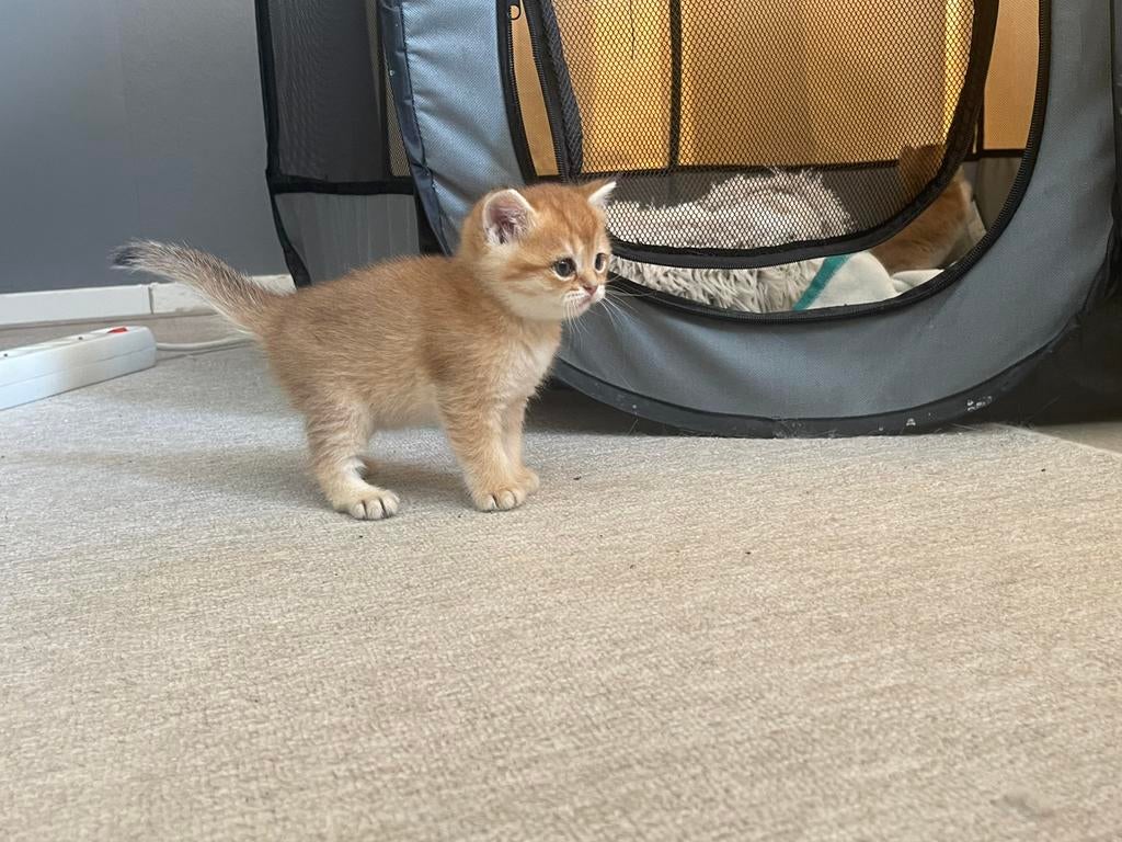 Lieve goudkleurige Britse Korthaar kittens, Meerdere dieren, Kortharig, 0 tot 2 jaar